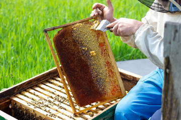 the beekeeper works with honey frames in evidence. The concept of the beekeeper.