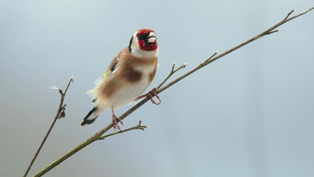 Goldfinch (Carduelis carduelis) on bare branch in Winter, Compton Abbas, Dorset, UK