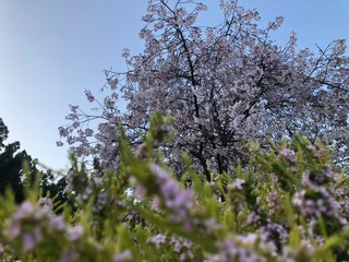 blooming cherry tree