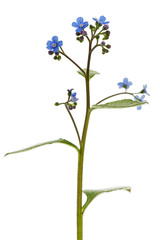 Blue flower of brunnera,  forget-me-not, myosotis, isolated on white background