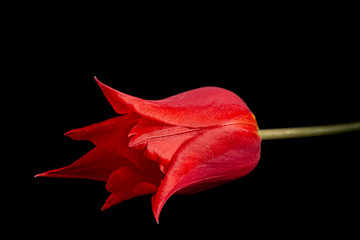 Flower of red tulip liliaceous closeup, isolated on black background