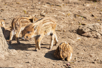 Wild boar - Sus scrofa - in the forest and by the water in its natural habitat.