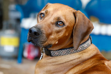 Rhodesian Ridgeback