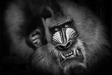 Two angry mandrills ready to fight