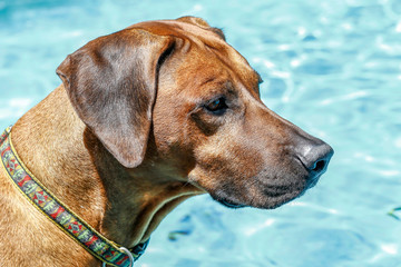 Rhodesian Ridgeback