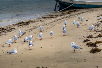 Seagulls at a beach in Victoria, Australia at a rainy day in summer.