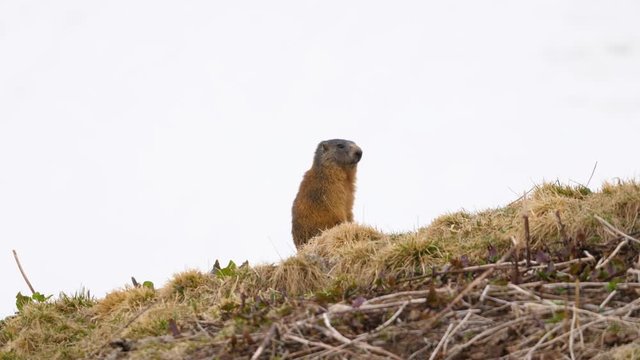 Ein wachsames Murmeltiere auf einem Grash&uuml;gel umgeben von Schnee im Fr&uuml;hling im Allg&auml;u bei Hinterstein