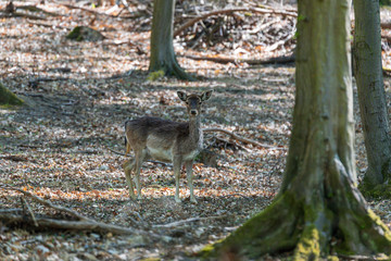 Naklejka na ściany i meble A young fallow deer stands in a deciduous forest
