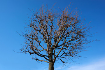 Tree without leaves against the blue sky
