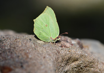 Zitronenfalter auf Stein
