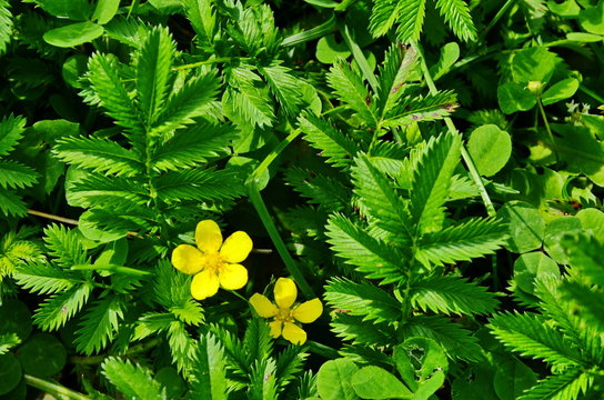 Yellow flowers of Potentilla reptans plant blooming in spring.