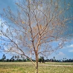 Dry trees