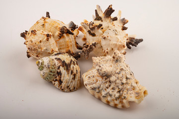 Different seashells on a white background. Close up.