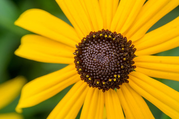 Close up of sunflower bloom