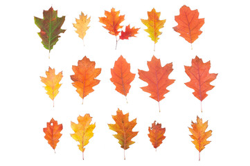 Set of autumn leaves isolated on white background