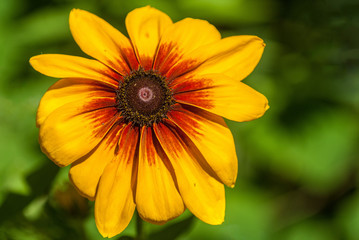 Close up of sunflower bloom