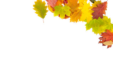 Naklejka na ściany i meble Orange, yellow and green autumn leaves isolated on white background