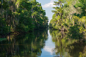 Mississippi river and forest of jean lafitte national park