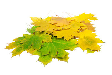 Stack of autumn leaves isolated on white background