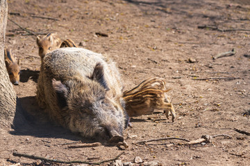 Wild boar - Sus scrofa - in the forest and by the water in its natural habitat.