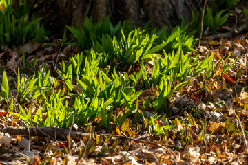 Wild Ramps - wild garlic ( Allium tricoccum), commonly known as ramp, ramps, spring onion,  wild leek, wood leek.  North American species of wild onion. in Canada, ramps are considered rare delicacies