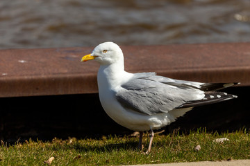 Seagull on the river bank in the harbor