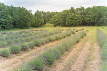 Fototapeta premium Blooming row of lavender bushes in late spring at flower farm in Gainesville, Texas, USA