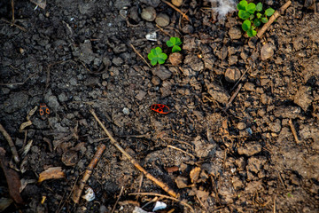 red bug in spring soil
