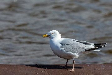 Seagull on the river bank in the harbor