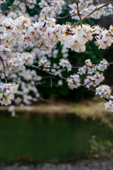 Cherry blossom isolated with blur forest flower background, beautiful white flowers in spring.