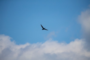 Cormorant. Every spring, large flocks of cormorants fly to the mouth rivers of Lake Michigan to catch spawning fish.