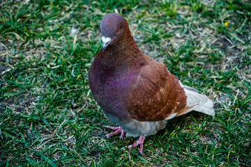 brown pigeon on the grass