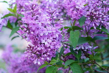 Lilac flowers in the garden in springtime. Gardening.