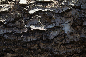 
Diospyros kaki. Japanese persimmon bark