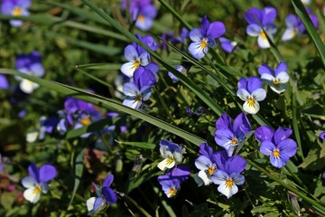 Wildes Stiefmütterchen (Viola tricolor)