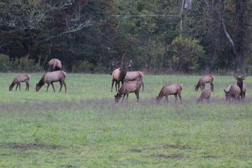 Obraz na płótnie Canvas Herd of elk