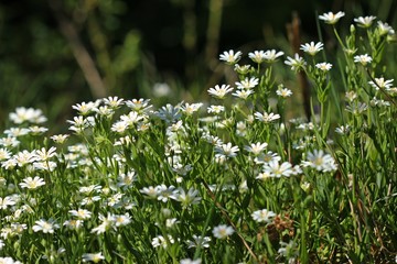 Große Sternmiere (Stellaria holostea)