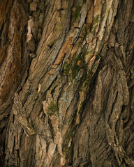 rough brown wood texture pattern close up