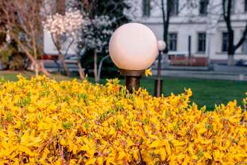 yellow Forsythia bushes in spring in the park
