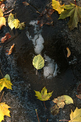 fallen yellow leaves on the background of a frozen ice puddle on the asphalt