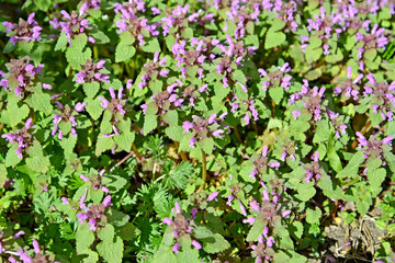 Thickets of purple nettle (red nettle) (Lamium purpureum L.). Background