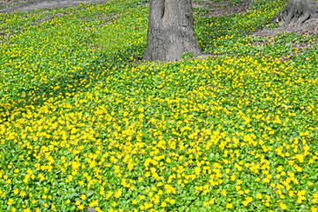 Obraz premium Glade with flowering buttercup (Ficaria verna). Spring