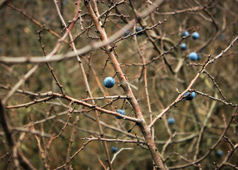 raindrops fall on a fruity autumn shrub with blue berries and yellow leaves close up
