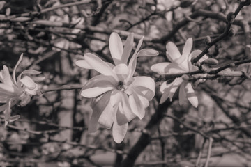 white magnolia flowers in sepia
