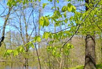 Fototapeta premium Branches with young leaves of grab common (Carpinus betulus L.). Spring wood