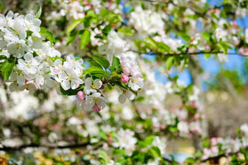 pink cherry blossom in spring sakura