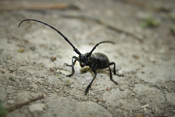 strange horned beetle on the background of sandy land close-up