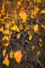 raindrops fall on a fruity autumn shrub with blue berries and yellow leaves close up