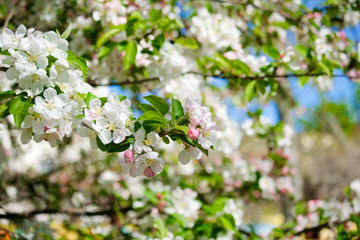 pink cherry blossom in spring sakura