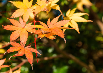 Autumn Acer